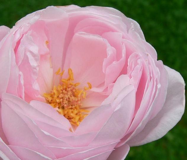 Růže pnoucí 'Nahema' - Rosa PN 'Nahema'