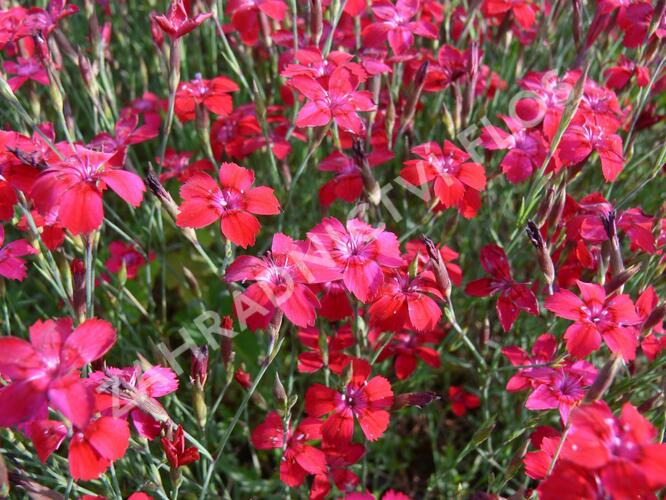 Hvozdík kropenatý 'Leuchtfunk' - Dianthus deltoides 'Leuchtfunk'