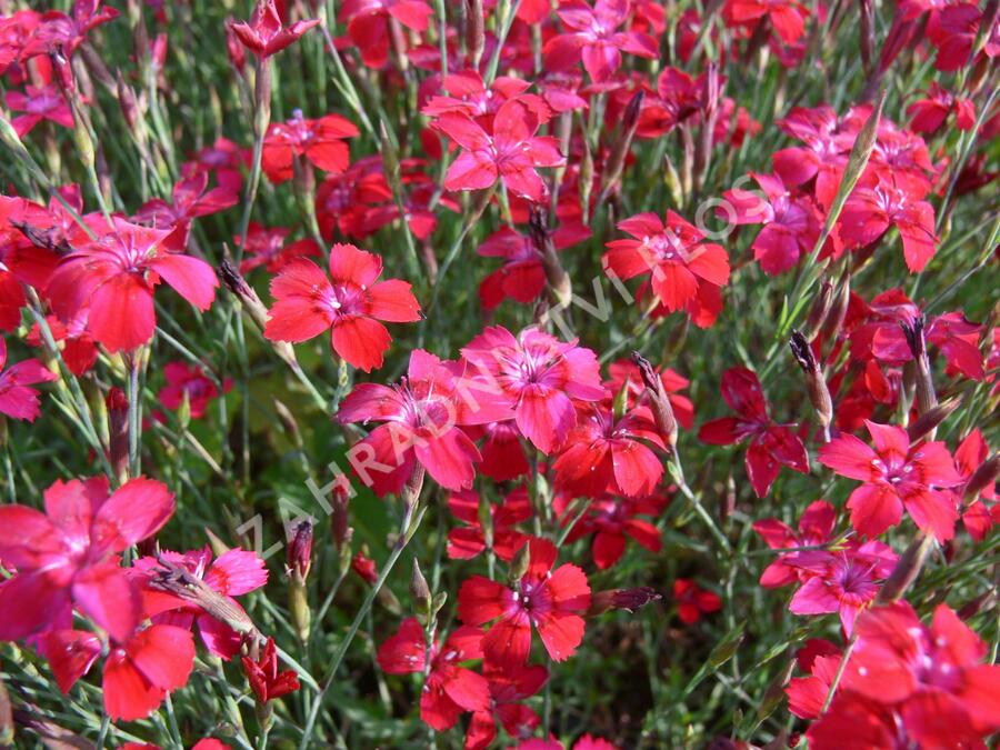 Hvozdík kropenatý 'Leuchtfunk' - Dianthus deltoides 'Leuchtfunk'