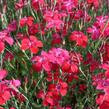 Hvozdík kropenatý 'Leuchtfunk' - Dianthus deltoides 'Leuchtfunk'
