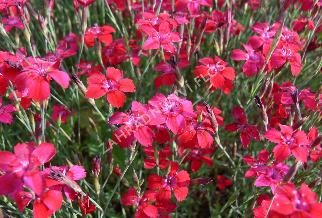 Hvozdík kropenatý 'Leuchtfunk' - Dianthus deltoides 'Leuchtfunk'