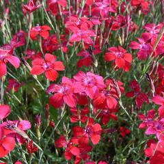 Hvozdík kropenatý 'Leuchtfunk' - Dianthus deltoides 'Leuchtfunk'