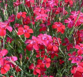 Hvozdík kropenatý 'Leuchtfunk' - Dianthus deltoides 'Leuchtfunk'