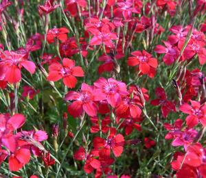Hvozdík kropenatý 'Leuchtfunk' - Dianthus deltoides 'Leuchtfunk'