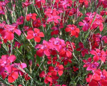 Hvozdík kropenatý 'Leuchtfunk'