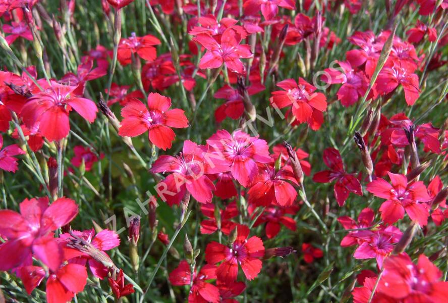 Hvozdík kropenatý 'Leuchtfunk' - Dianthus deltoides 'Leuchtfunk'