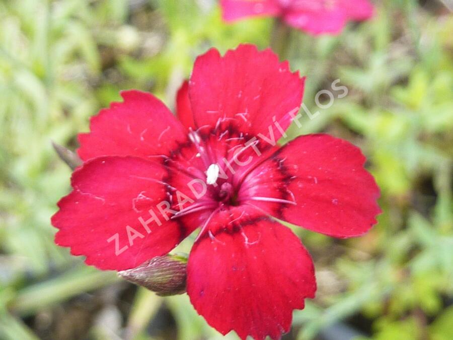 Hvozdík kropenatý 'Leuchtfunk' - Dianthus deltoides 'Leuchtfunk'