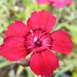 Hvozdík kropenatý 'Leuchtfunk' - Dianthus deltoides 'Leuchtfunk'