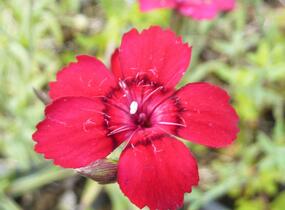 Hvozdík kropenatý 'Leuchtfunk' - Dianthus deltoides 'Leuchtfunk'
