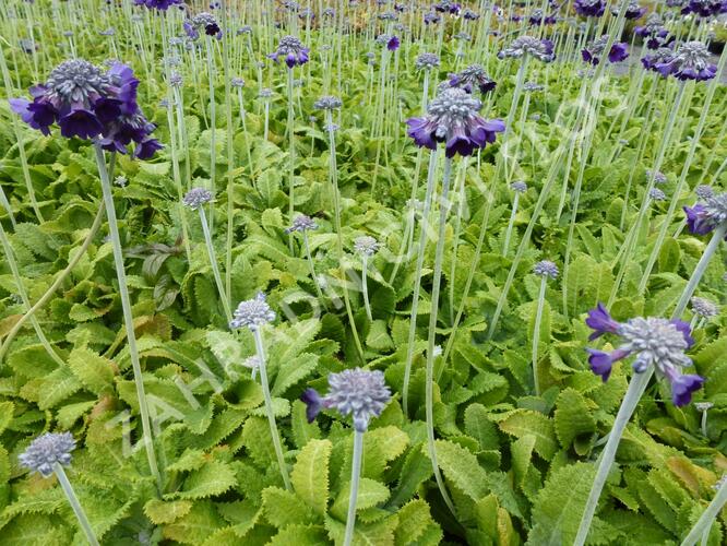 Prvosenka capitata 'Salvana' - Primula capitata 'Salvana'