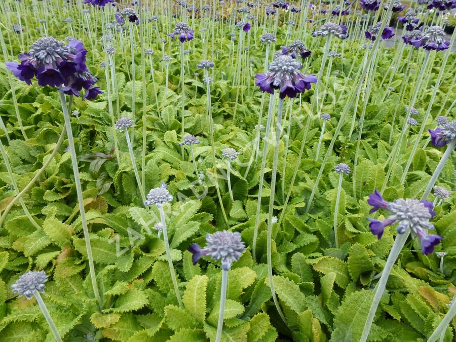 Prvosenka capitata 'Salvana' - Primula capitata 'Salvana'