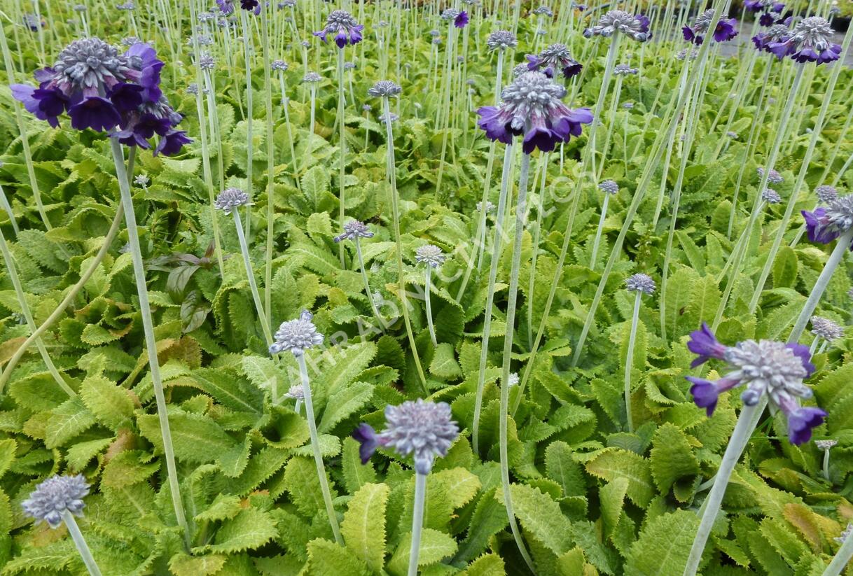 Prvosenka capitata 'Salvana' - Primula capitata 'Salvana'