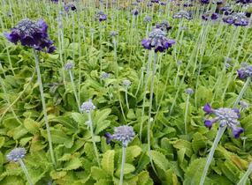Prvosenka capitata 'Salvana' - Primula capitata 'Salvana'