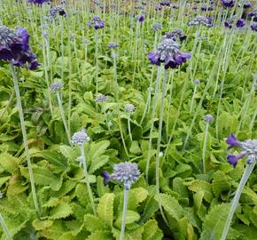 Prvosenka capitata 'Salvana' - Primula capitata 'Salvana'