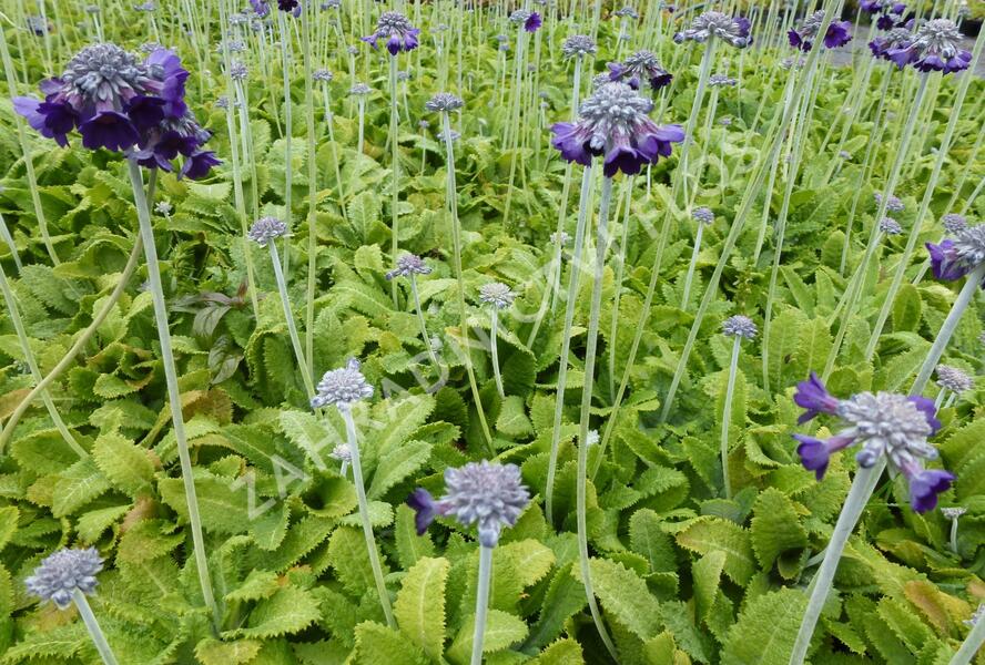 Prvosenka capitata 'Salvana' - Primula capitata 'Salvana'