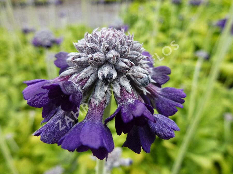 Prvosenka capitata 'Salvana' - Primula capitata 'Salvana'