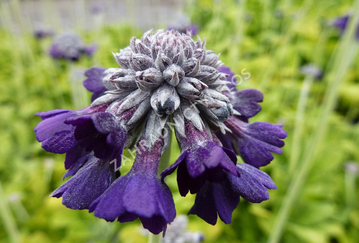 Prvosenka capitata 'Salvana' - Primula capitata 'Salvana'
