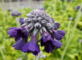 Prvosenka capitata 'Salvana' - Primula capitata 'Salvana'