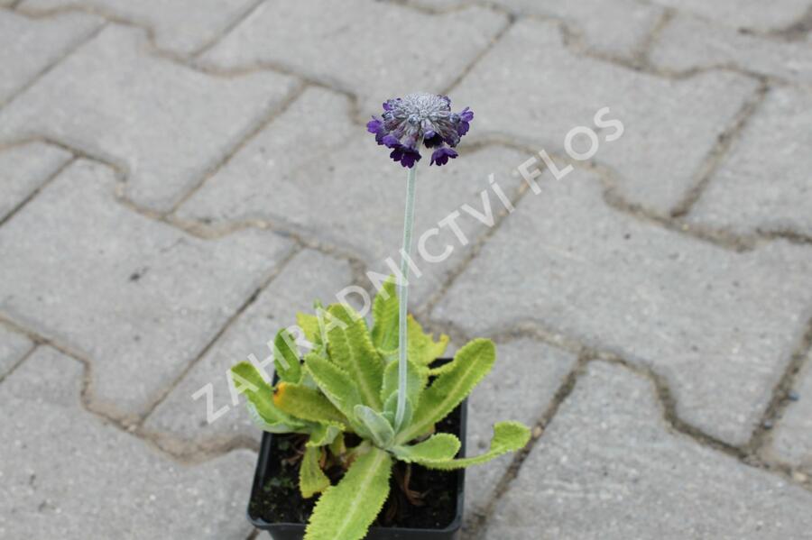 Prvosenka capitata 'Salvana' - Primula capitata 'Salvana'