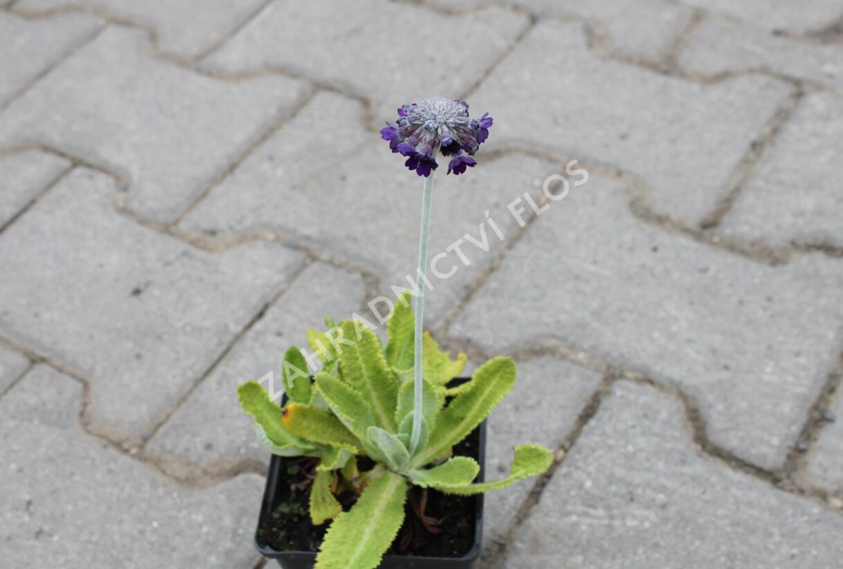 Prvosenka capitata 'Salvana' - Primula capitata 'Salvana'