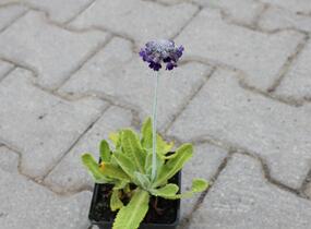 Prvosenka capitata 'Salvana' - Primula capitata 'Salvana'