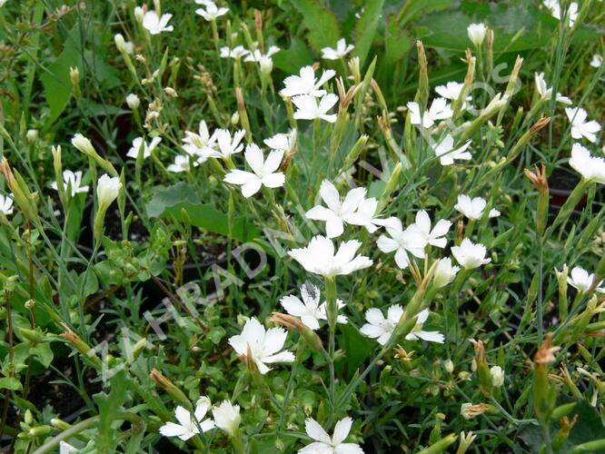 Hvozdík kropenatý 'Albus' - Dianthus deltoides 'Albus'