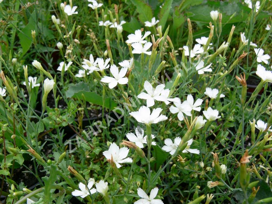 Hvozdík kropenatý 'Albus' - Dianthus deltoides 'Albus'