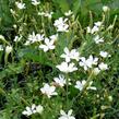 Hvozdík kropenatý 'Albus' - Dianthus deltoides 'Albus'