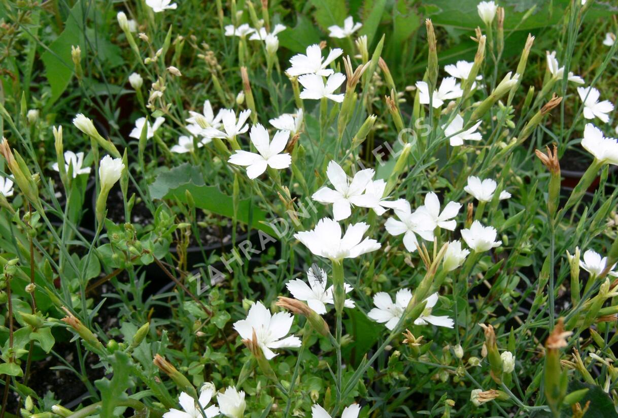Hvozdík kropenatý 'Albus' - Dianthus deltoides 'Albus'