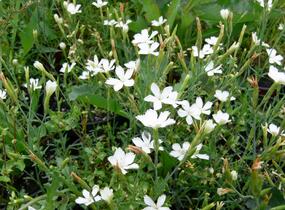 Hvozdík kropenatý 'Albus' - Dianthus deltoides 'Albus'