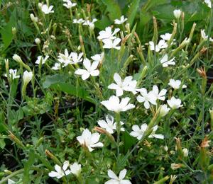 Hvozdík kropenatý 'Albus' - Dianthus deltoides 'Albus'
