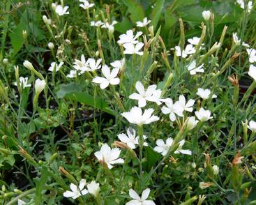 Hvozdík kropenatý 'Albus'