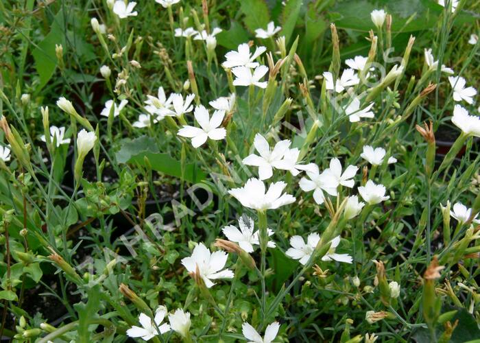 Hvozdík kropenatý 'Albus' - Dianthus deltoides 'Albus'