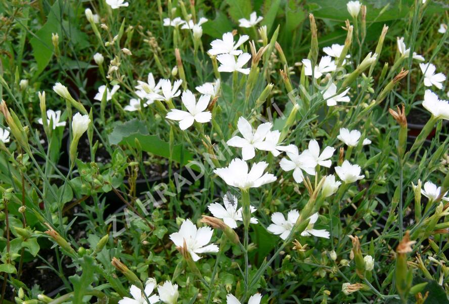 Hvozdík kropenatý 'Albus' - Dianthus deltoides 'Albus'