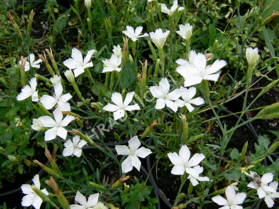 Hvozdík kropenatý 'Albus' - Dianthus deltoides 'Albus'