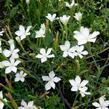 Hvozdík kropenatý 'Albus' - Dianthus deltoides 'Albus'