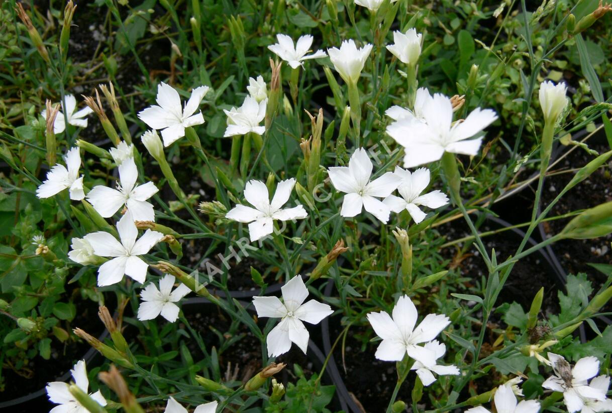 Hvozdík kropenatý 'Albus' - Dianthus deltoides 'Albus'