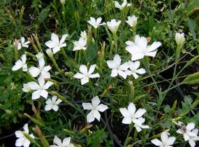 Hvozdík kropenatý 'Albus' - Dianthus deltoides 'Albus'