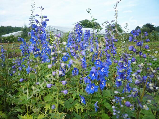 Ostrožka 'Blue Bird' - Delphinium Pacific 'Blue Bird'