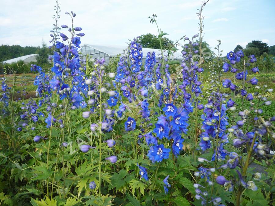 Ostrožka 'Blue Bird' - Delphinium Pacific 'Blue Bird'
