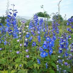 Ostrožka 'Blue Bird' - Delphinium Pacific 'Blue Bird'
