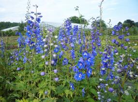 Ostrožka 'Blue Bird' - Delphinium Pacific 'Blue Bird'