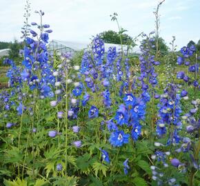 Ostrožka 'Blue Bird' - Delphinium Pacific 'Blue Bird'