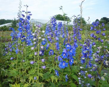 Ostrožka 'Blue Bird'