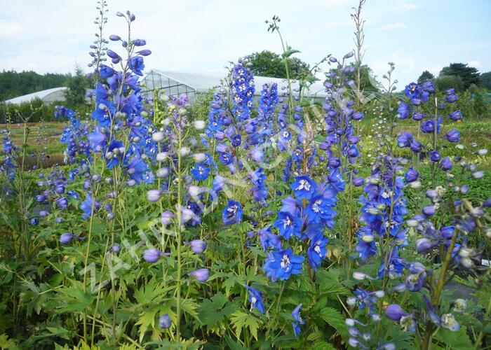 Ostrožka 'Blue Bird' - Delphinium Pacific 'Blue Bird'