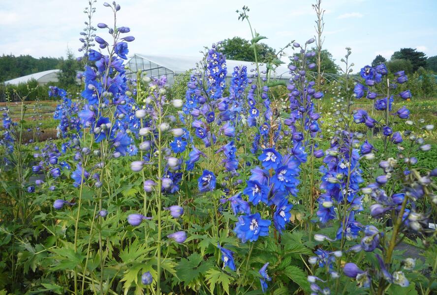 Ostrožka 'Blue Bird' - Delphinium Pacific 'Blue Bird'