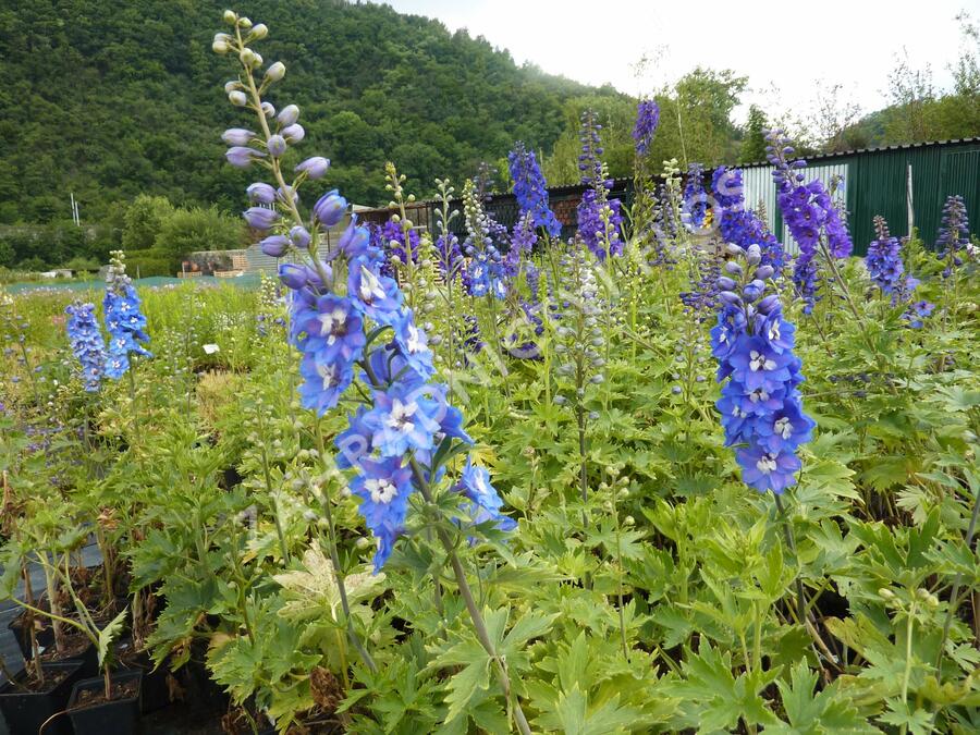 Ostrožka 'Blue Bird' - Delphinium Pacific 'Blue Bird'