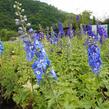 Ostrožka 'Blue Bird' - Delphinium Pacific 'Blue Bird'