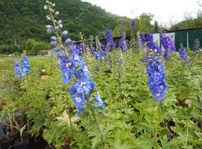Ostrožka 'Blue Bird' - Delphinium Pacific 'Blue Bird'