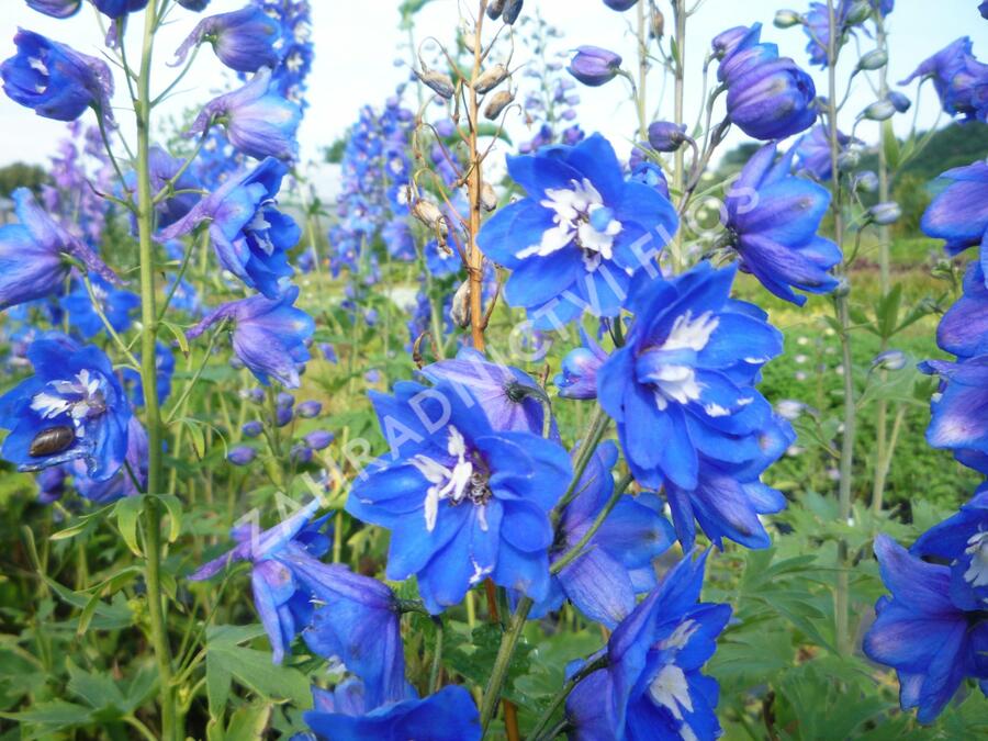 Ostrožka 'Blue Bird' - Delphinium Pacific 'Blue Bird'